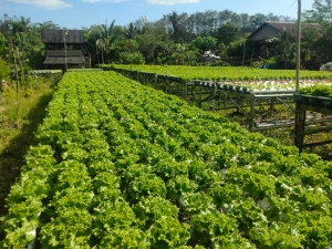 hidroponik palembang