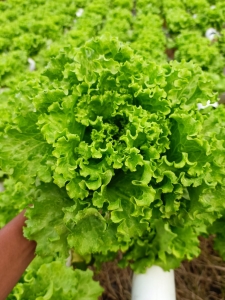 kenapa harus memilih sayur hidroponik